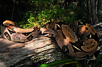 Boa constrictor (Boa constrictor constrictor) resting on a log in forest habitat. French Guyana, August.