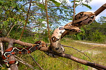 Boa constrictor (Boa constrictor constrictor) climbing a branch in forest habitat. French Guyana, August.