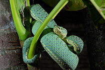 Two-striped Forest Pitviper (Bothriopsis bilineatus) coiled in a defensive pose around frond. Captive. Endemic to Bolivia.