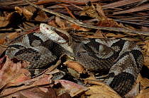 Brazilian Lancehead (Bothrops moojeni) coiled in fallen leaves. Captive. Endemic to Brazil, Paraguay and Argentina.