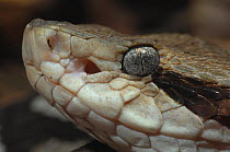 Close-up of Brazilian Lancehead (Bothrops moojeni) showing the thermal sensing "pit" organ between the eye and mouth. Captive. Endemic to Brazil, Argentina and Paraguay.