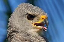 Portrait of Grey Hawk (Buteo nitidus). French Guyana, August.
