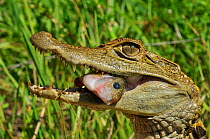 Spectacled Caiman (Caiman crocodilus) eating fish prey. Controlled conditions. French Guyana, August.