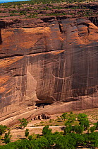 White House ruins, first inhabited around 1200 CE by the Anasazi (Ancient Pueblos) culture. Canyon de Chelly National Monument, Arizona, USA, August 2009.