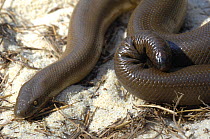 Coastal Rubber Boa (Charina bottae) head and tail. Controlled conditions. Endemic to Western USA and South Western Canada.