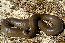 Coastal Rubber Boa (Charina bottae) in defensive posture. Controlled conditions. Endemic to Western USA and South Western Canada.
