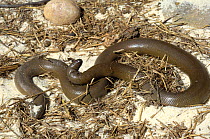 Coastal Rubber Boa (Charina bottae). Controlled conditions. Endemic to Western USA and South Western Canada.