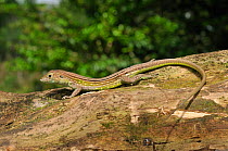 Rainbow Whiptail Lizard (Cnemidophorus lemniscatus), a parthenogenetic species (can reproduce without fertilisation: the female can effectively clone itself). French Guyana, August.