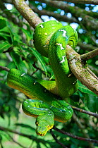 Emerald Tree Boa (Corallus caninus) coiled around branch in strike-ready pose. Controlled conditions. Montagne de Kaw, French Guyana, August.