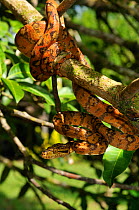 Common / Amazon Tree Boa (Corallus hortulanus) coiled around a branch in strike-ready pose. Controlled conditions. French Guyana, August.
