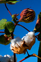 Upland Cotton (Gossypium hirsutum) with maturing bolls. Near Buckeye, Arizona, USA, September.