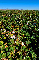 A field planted with Upland Cotton (Gossypium hirsutum). Near Buckeye, Arizona, USA, September.