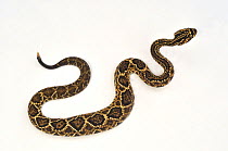 Tropical Rattlesnake (Crotalus durissus) against a white background. Captive. Endemic to tropical America.