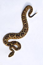 Tropical Rattlesnake (Crotalus durissus) against a white background. Captive. Endemic to tropical America.