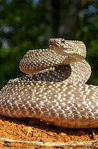 Uracoan Rattlesnake (Crotalus vegrandis) in a defensive strike-ready pose. Captive. Venezuela,