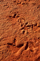 Theropod dinosaur tracks preserved in Lower Jurassic (200 million years old) rock. Near Tuba City, Arizona, USA
