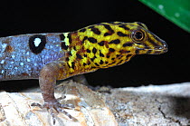 Eyespot / Ocellated Gecko (Gonatodes ocellatus) in profile. Trinidad, January.