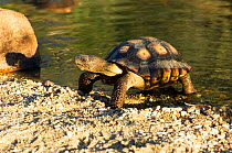 Desert Tortoise (Gopherus agassizii) emerging from water. Controlled conditions. Foothills of Catalina mountains, Arizona, USA, October.
