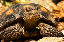 Portrait of a Desert Tortoise (Gopherus agassizii). Controlled conditions. Foothills of Catalina mountains, Arizona, October.