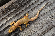 Mediterranean Gecko (Hemidactylus turcicus) on a wooden plank. Controlled conditions. Florida Keys (introduced species), USA, November.