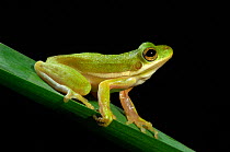 Green Tree Frog (Hyla cinerea) on vegetation in profile against a black background. Controlled conditions. Aransas National Wildlife Refuge, Texas, USA.
