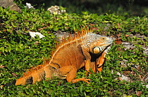 Green Iguana (Iguana iguana) male sitting in vegetation. Miami (introduced species), USA, November.