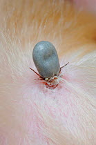 Sheep Tick (Ixodes ricinus) embedded in skin. Vector for Lyme disease and tick-borne meningoencephalitis. Poitou, France, October.