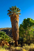 California Fan Palm (Washingtonia filifera) Cottonwood Spring, Joshua's Tree National Monument, California, USA, September.