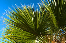 California Fan Palm (Washingtonia filifera) foliage. . Cottonwood Spring, Joshua's Tree National Monument, California, USA, September.