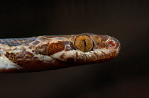 Banded Cat Eyed Snake (Leptodeira annulata) head in profile showing characteristic eyes. Controlled conditions. Bolivia, May.