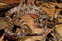 Banded Cat Eyed Snake (Leptodeira annulata) resting in leaf litter. Controlled conditions. Bolivia, May.