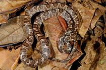 Banded Cat Eyed Snake (Leptodeira annulata) resting in leaf litter. Controlled conditions. Bolivia, May.