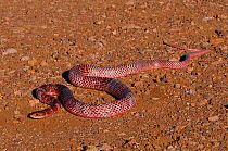 Red Coachwhip Snake (Masticophis flagellum cingulum) in stony habitat. Controlled conditions. Near Tombstone, Arizona, USA, September.