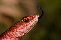 Close-up of Red Coachwhip Snake (Masticophis flagellum cingulum) tasting the air. Controlled conditions. Near Tombstone, Arizona, USA, September.