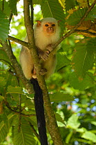 Silvery Marmoset (Mico / Callithrix argentata) in tree canopy. Captive. Endemic to Brazilian Amazonia, July.