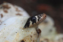 Ringneck Snake (Natrix natrix) hatchling emerging from its soft-shelled egg. Poitou, France, September.