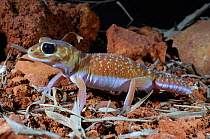 Common Knob-tailed Gecko (Nephrurus levis levis). Controlled conditions. Australia, January.