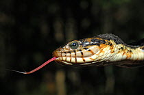 Brown-banded Southern Water Snake (Nerodia fasciata) head in profile as it tastes the air with tongue. Controlled conditions. Lake Fausse-Pointe State Park, Louisiana, USA, November.