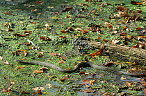 Brown-banded Southern Water Snake (Nerodia fasciata) in wetland habitat. Controlled conditions. Lake Fausse-Pointe State Park, Louisiana, USA, November.