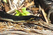 Brown-banded Southern Water Snake (Nerodia fasciata) head in profile. Controlled conditions. Lake Fausse-Pointe State Park, Louisiana, USA, November.