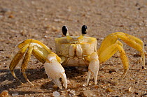 Portrait of a Land Ghost Crab (Ocypoda quadrata). French Guyana, October.