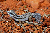 Cradock / Ocellated Thick-toed Gecko (Pachydactylus geitje). South Africa, January.