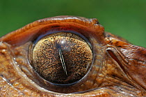 Close-up of the eye of Cuvier's Dwarf / Musky Caiman (Paleosuchus palpebrosus). Controlled conditions. French Guyana, October.