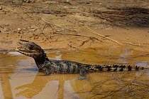 Cuvier's Dwarf / Musky Caiman (Paleosuchus palpebrosus) juvenile in profile, resting in water. Controlled conditions. French Guyana, October.