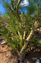 Yellow Palo Verde / Foothill Palo Verde (Parkinsonia microphylla / Cercidium microphyllum) growing in habitat. Foothills of Santa Catalina mountains. Arizona, USA, September.