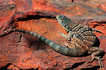 San Lucan Rock Lizard (Petrosaurus thalassinus) basking in sun. Controlled conditions. Cape region of Baja California, Mexico, November.