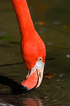 Caribbean / American Flamingo (Phoenicopterus ruber) close-up of head, feeding by filtering water. Captive. Florida, USA, October.