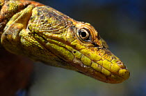 Emperor Flat Lizard (Platysaurus imperator) head in profile; male. Controlled conditions. North Eastern Zimbabwe, November.