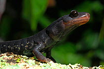 Mississippi Slimy Salamander (Plethodon mississippii) close-up in profile. Controlled conditions. Montevallo, Alabama, USA, November.