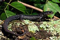 Mississippi Slimy Salamander (Plethodon mississippii) in profile. Controlled conditions. Montevallo, Alabama, USA, November.